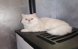 Scottish gatti per accoppiamento: Accoppiamento a Provincia di Reggio Emilia - Immagine 5