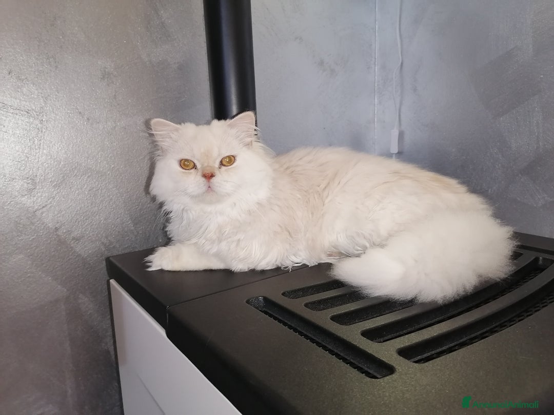 Scottish gatti per accoppiamento: Accoppiamento a Provincia di Reggio Emilia - Immagine 5