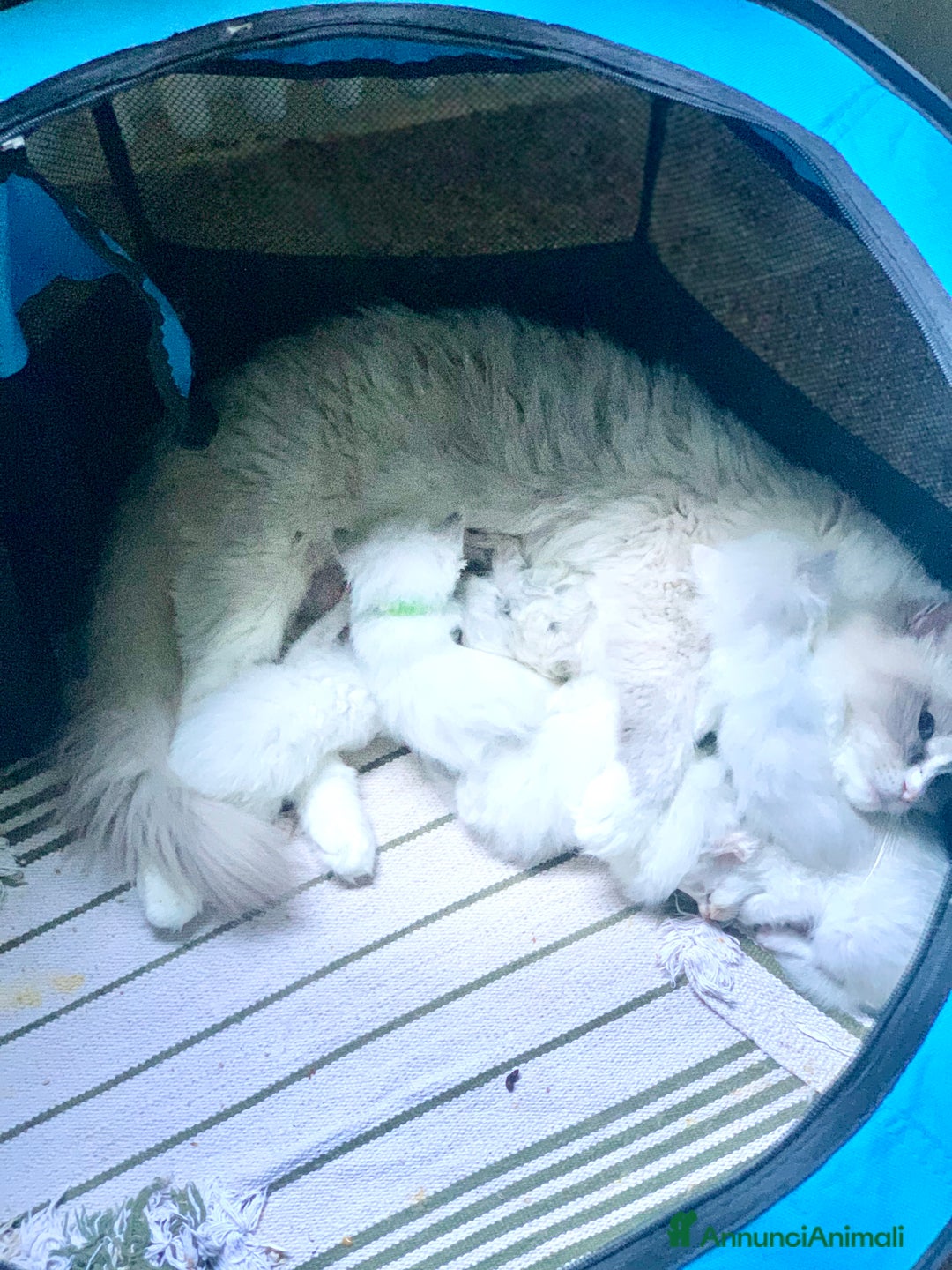 Ragdoll gatti in vendita: cuccioli di ragdoll  a Provincia di Forlì-Cesena - Immagine 2