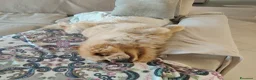 Chow Chow cani in vendita: Chow Chow - Annuncio 5