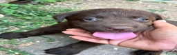 Labrador cani in vendita: Cuccioli di labrador chocolate - Annuncio 2