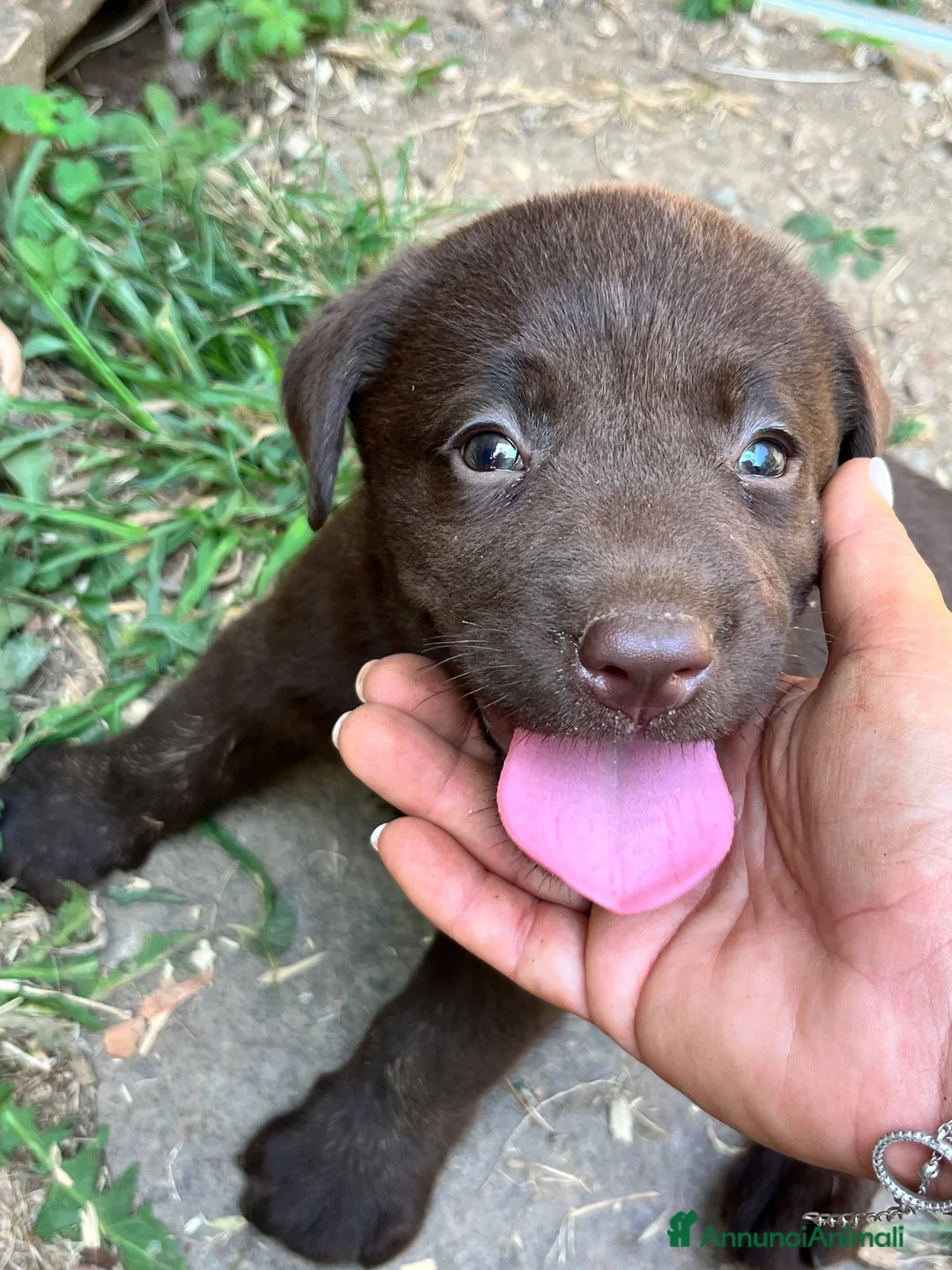 Labrador cani in vendita: Cuccioli di labrador chocolate - Annuncio 2