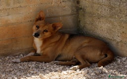 Altre razze cani in regalo: pingu in adozione - Immagine 2