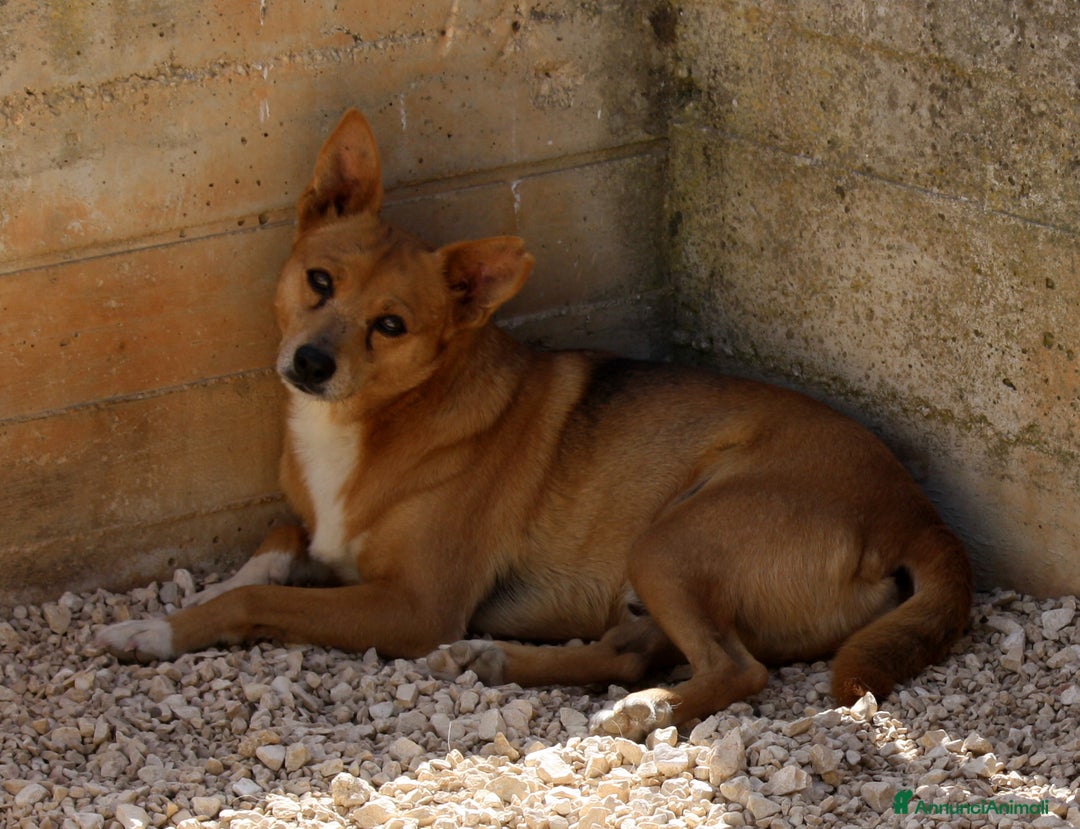 Altre razze cani in regalo: pingu in adozione - Annuncio 2