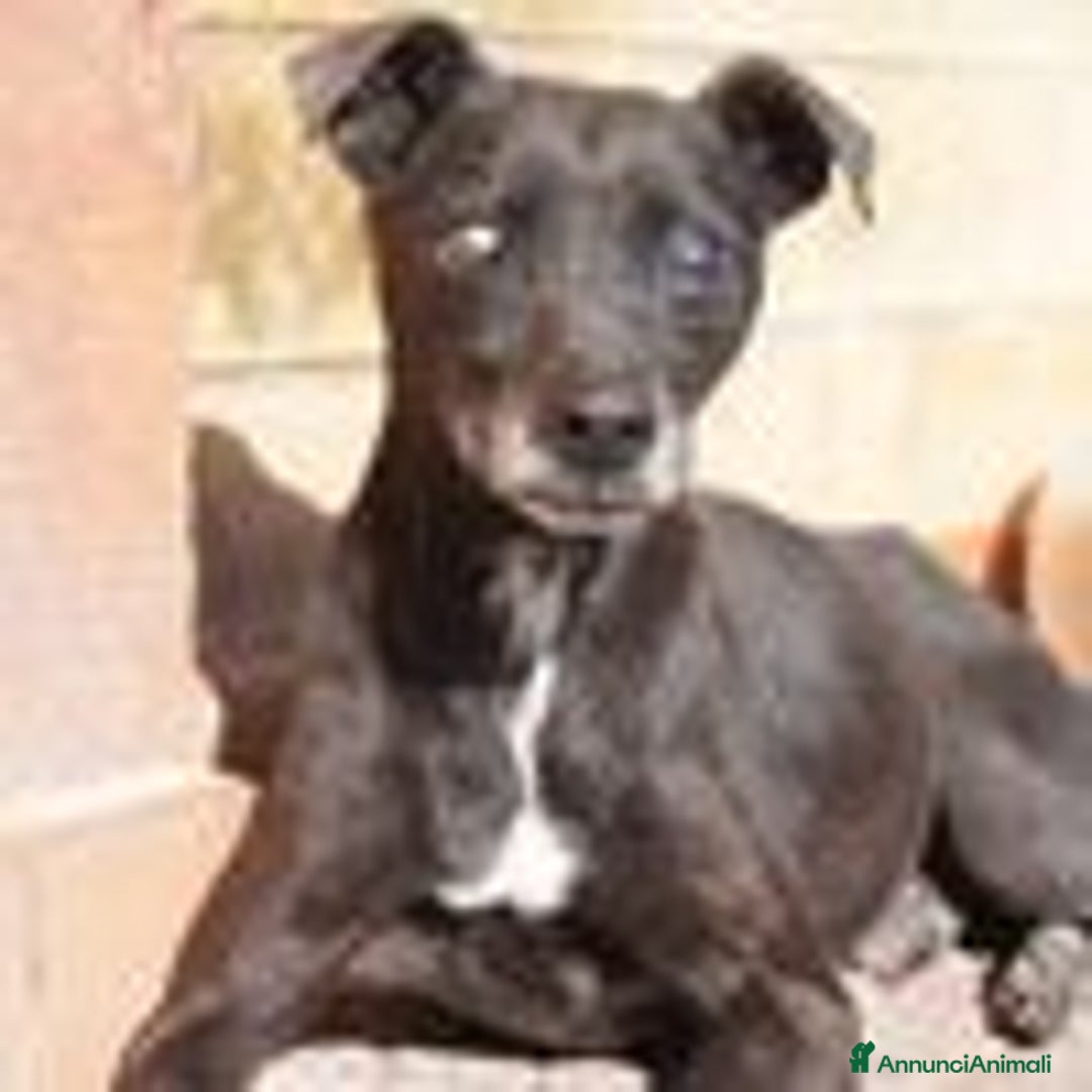 Pinscher Tedesco cani in regalo: Bobby, super adozione del cuore - Annuncio 6