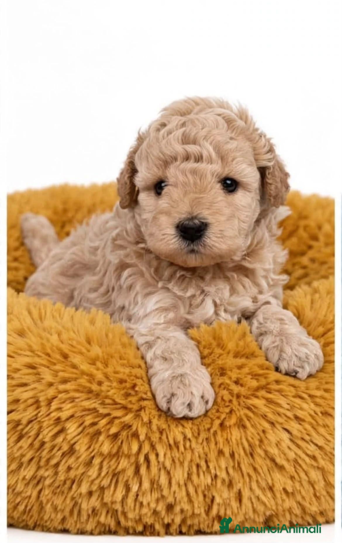 Barboncino Toy cani Barboncino toy - Annuncio 30