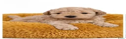 Barboncino Toy cani in vendita: Barboncino toy - Annuncio 1