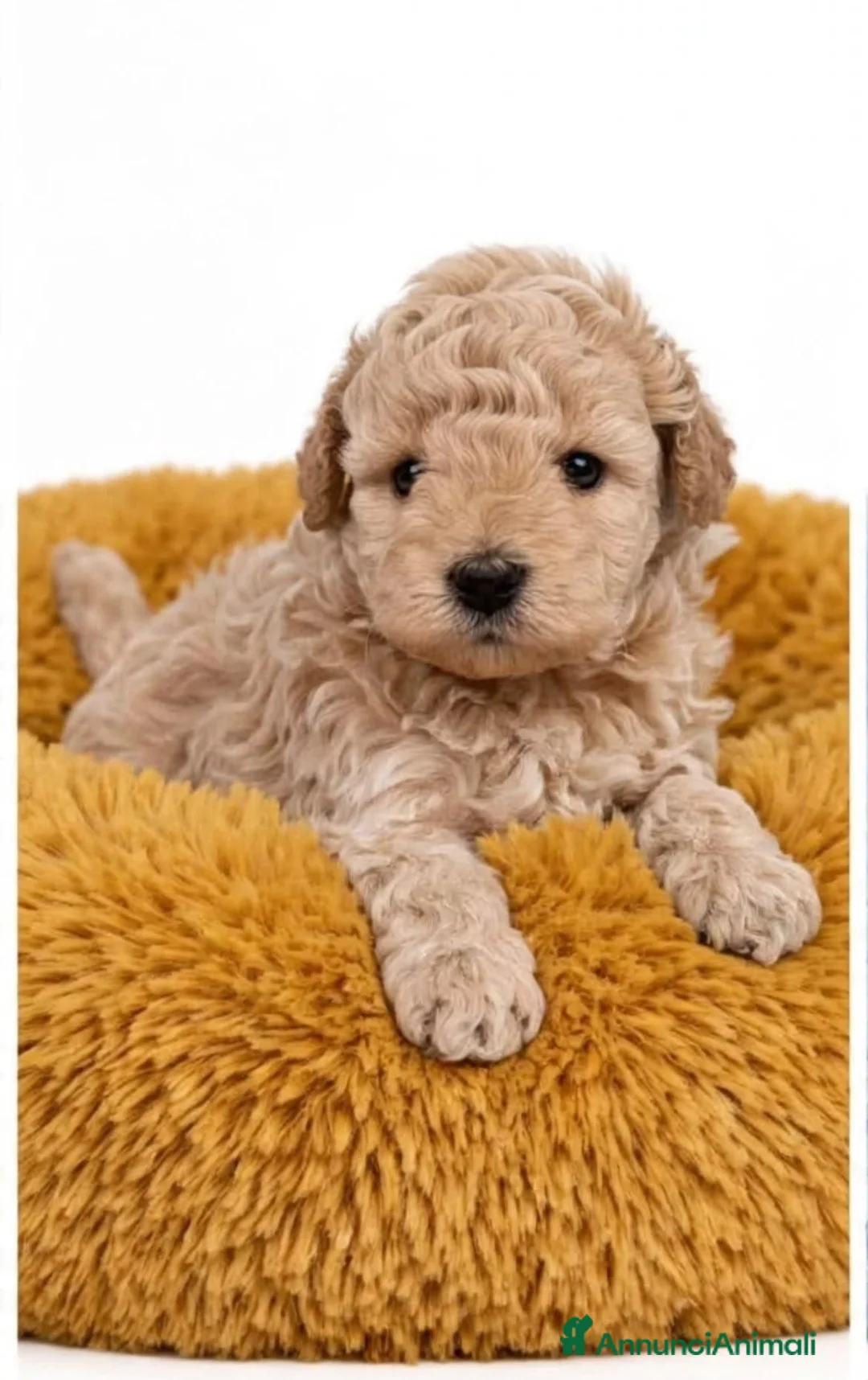 Barboncino Toy cani in vendita: Barboncino toy - Annuncio 1
