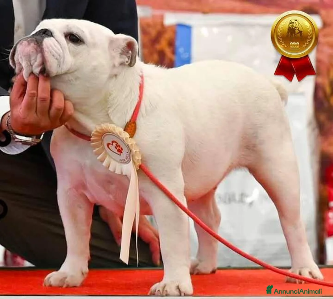 Bulldog cani in vendita: CUCCIOLI BULLDOG INGLESE  - Annuncio 1