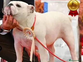 Bulldog cani CUCCIOLI BULLDOG INGLESE - Annuncio 11