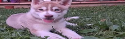 Husky cani in vendita: Splendidi cuccioli di siberian husky - Annuncio 2