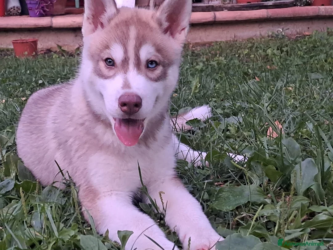Husky cani in vendita: Splendidi cuccioli di siberian husky - Annuncio 2