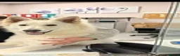 Pastore Svizzero cani in vendita: Pastore svizzero bianco cuccioli a Provincia di Brescia - Annuncio 3
