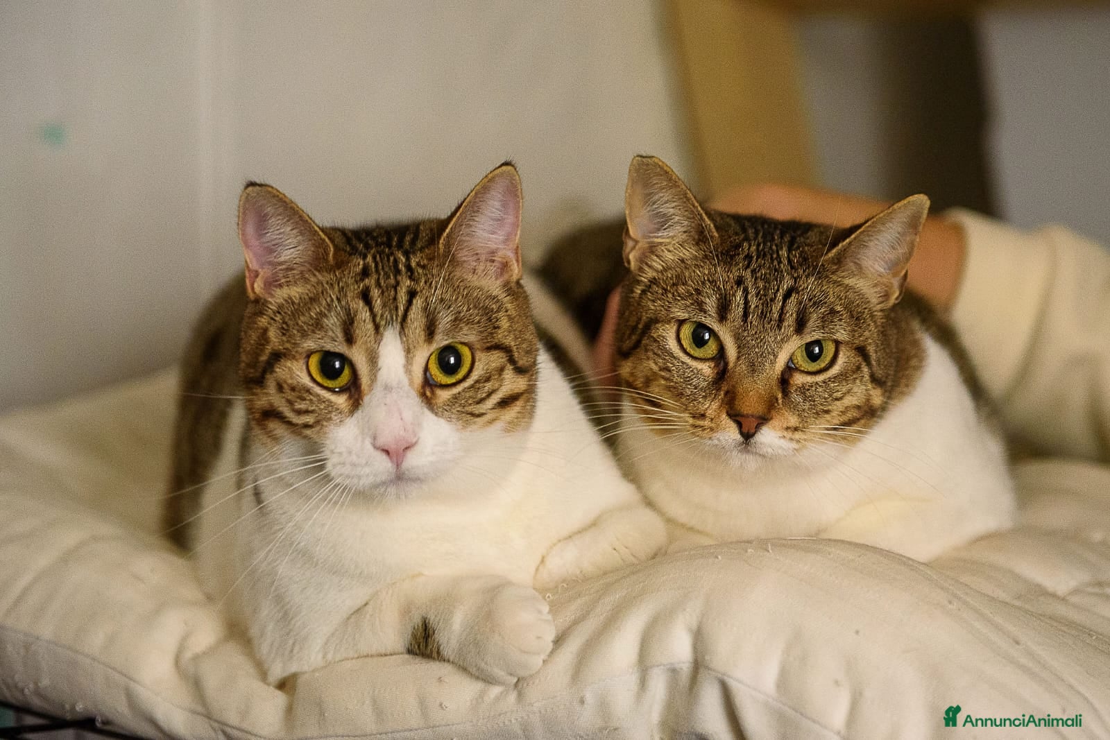 Europeo gatti Luz e Blanca, una mamma e la sua piccola ombra - Annuncio 2