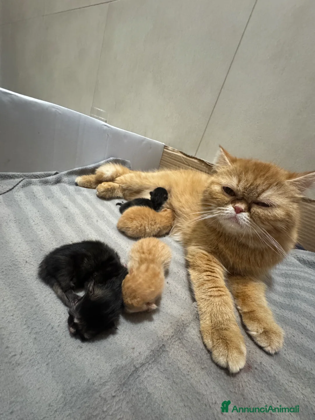 Persiano gatti in vendita: 4 cuccioli persiani  - Annuncio 9