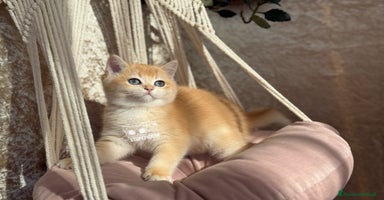 British gatti - Annuncio 11