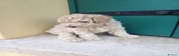 Barboncino cani in vendita: Barboncino - Annuncio 7