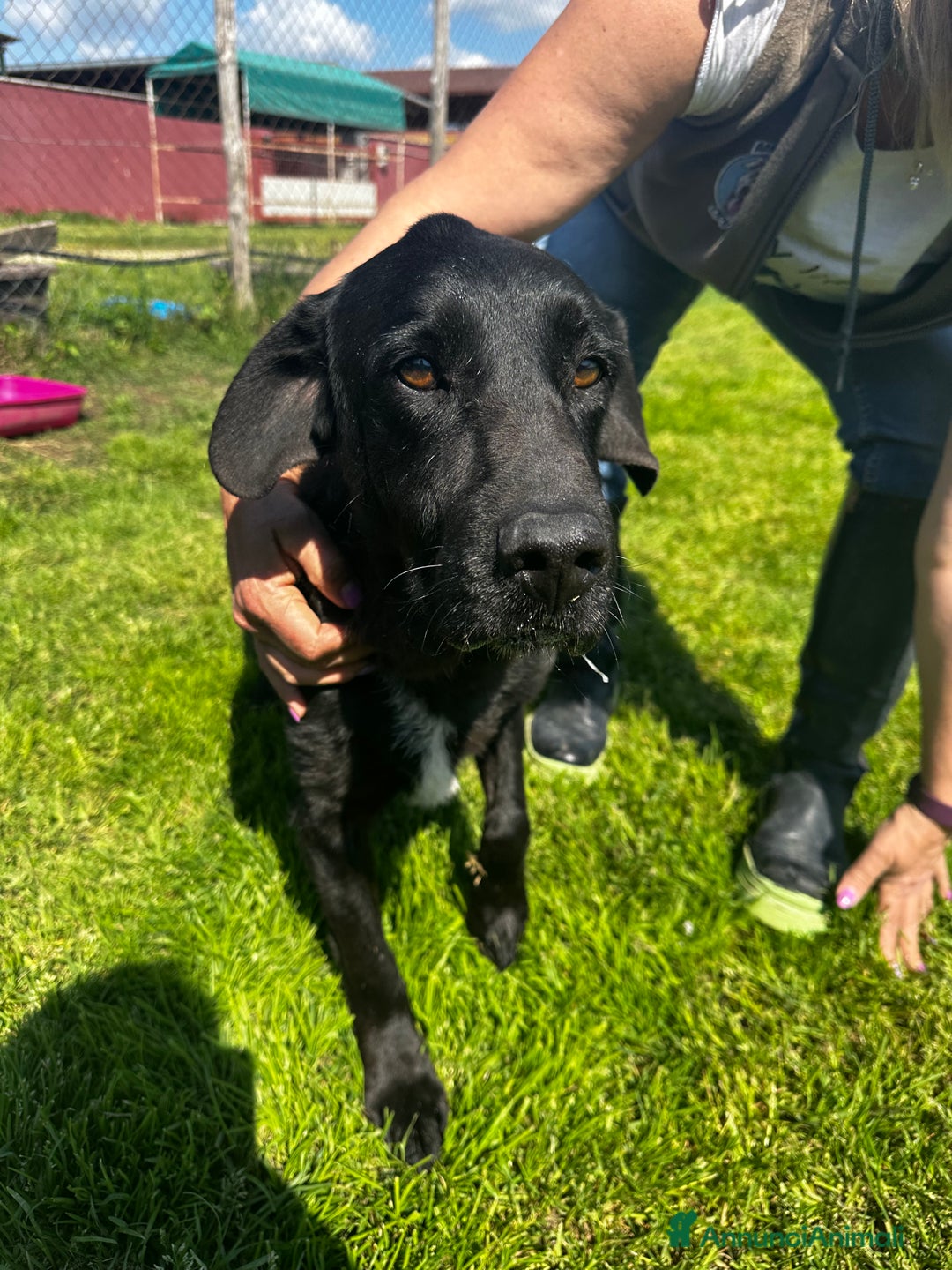 Meticcio cani in regalo: SANTO il nome giusto per lui a Provincia di Latina - Annuncio 2