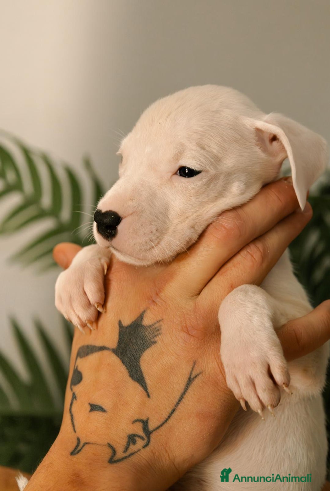 Dogo Argentino cani in vendita: CUCCIOLI DI DOGO ARGENTINO - Annuncio 2