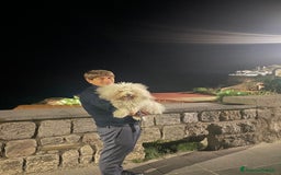 Bichon cani per accoppiamento: Bichon Frise’ Maschio per inseminazione a pagament a Provincia di Salerno - Immagine 1