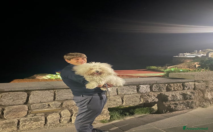 Bichon cani a Provincia di Salerno - Annuncio 2