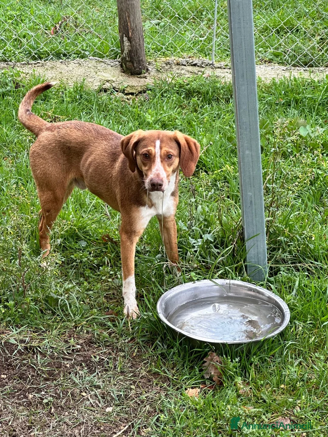Meticcio cani in regalo: Pangy a Provincia di Salerno - Annuncio 3