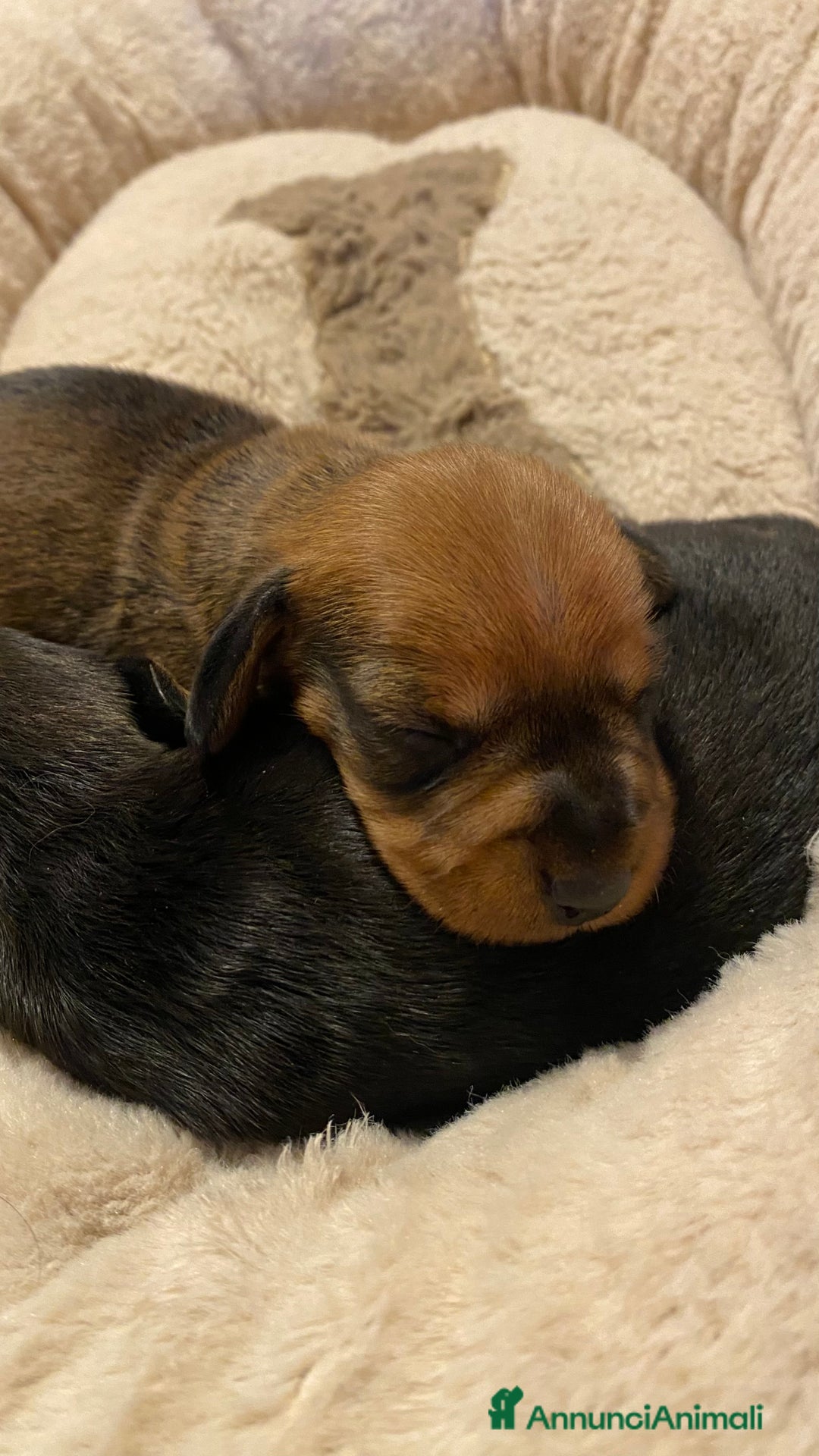 Bassotto cani in vendita: Cuccioli di bassotto a pelo duro - Annuncio 2