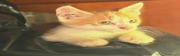 Meticcio gatti in regalo: Giacomino dolce micino 2 mesi cerca casa  - Annuncio 2