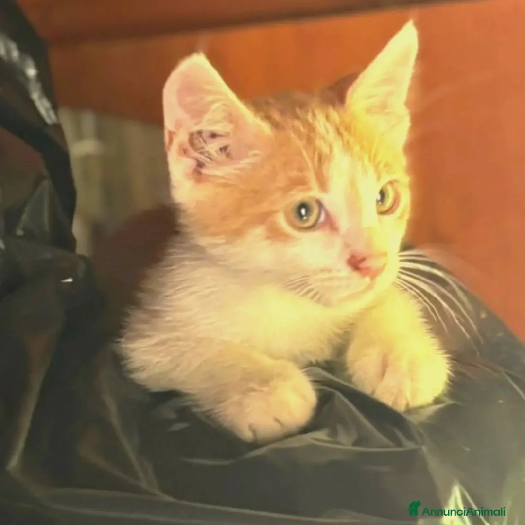 Meticcio gatti in regalo: Giacomino dolce micino 2 mesi cerca casa  - Annuncio 2