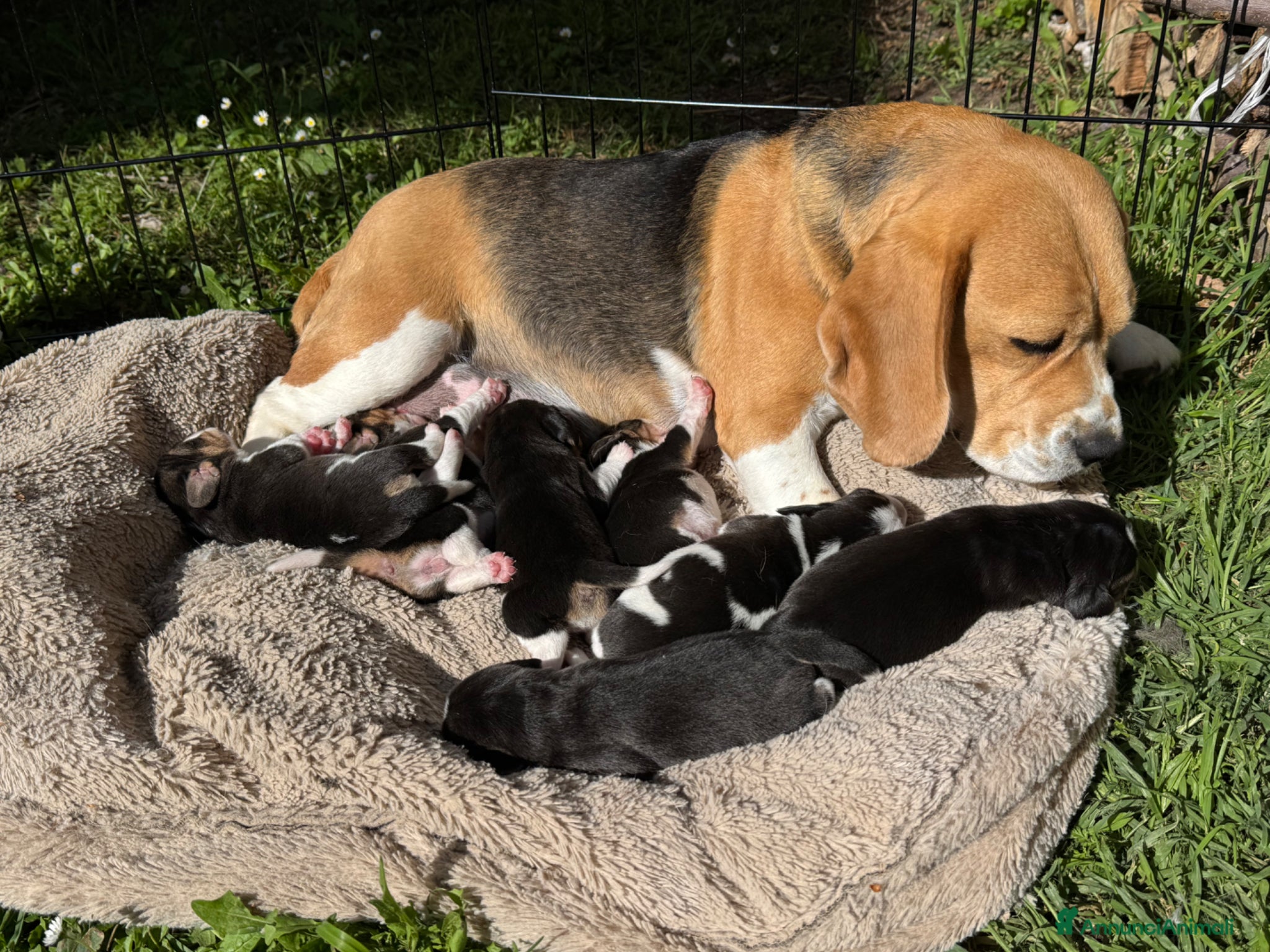 Beagle cani Beagle con pedigree - Annuncio 1