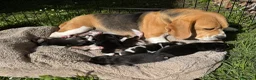 Beagle cani in vendita: Beagle con pedigree - Annuncio 1