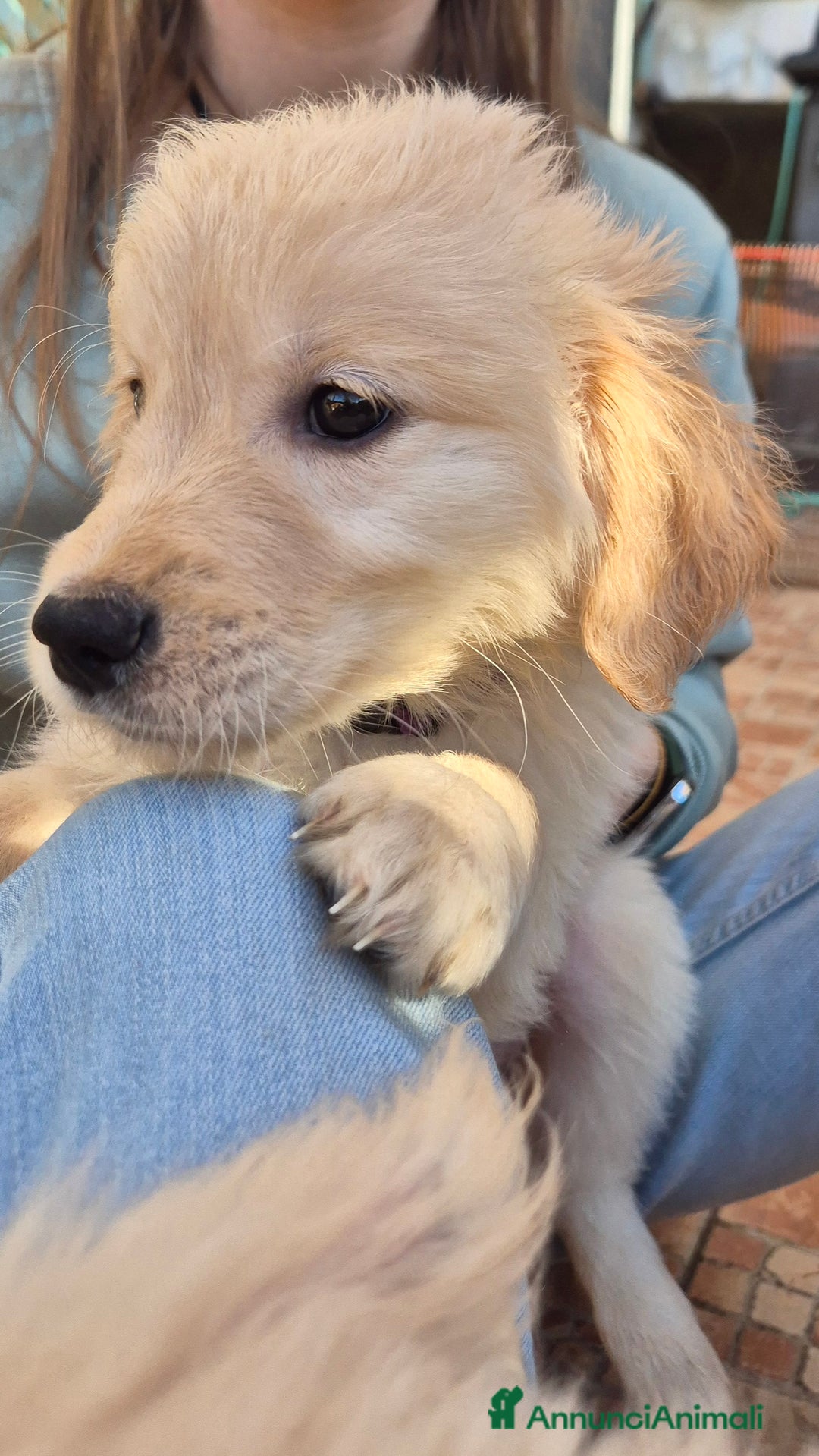 Golden Retriever cani in vendita: Cucciole di Golden Retriever - Annuncio 37