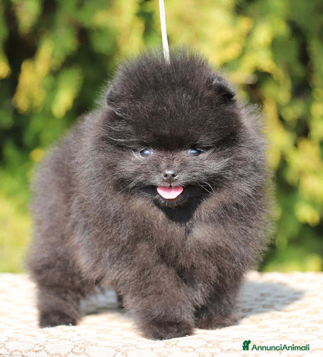 Volpino Pomerania cani in vendita: Maschio Spitz Nano Pomerania - Annuncio 1