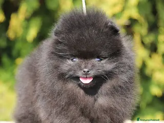 Volpino Pomerania cani Maschio Spitz Nano Pomerania - Annuncio 11