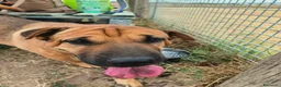 Shar Pei cani in regalo: Sharpone - Annuncio 4