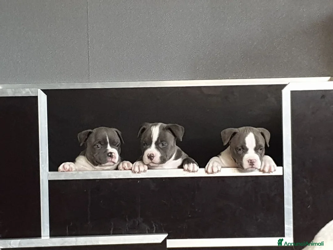 Pitbull cani in vendita: cuccioli di pitbull dal naso blu  a Provincia di Prato - Annuncio 5