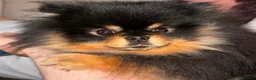 Volpino Pomerania cani per accoppiamento: Spitz pomerania black&tan  a Provincia di Mantova - Annuncio 2