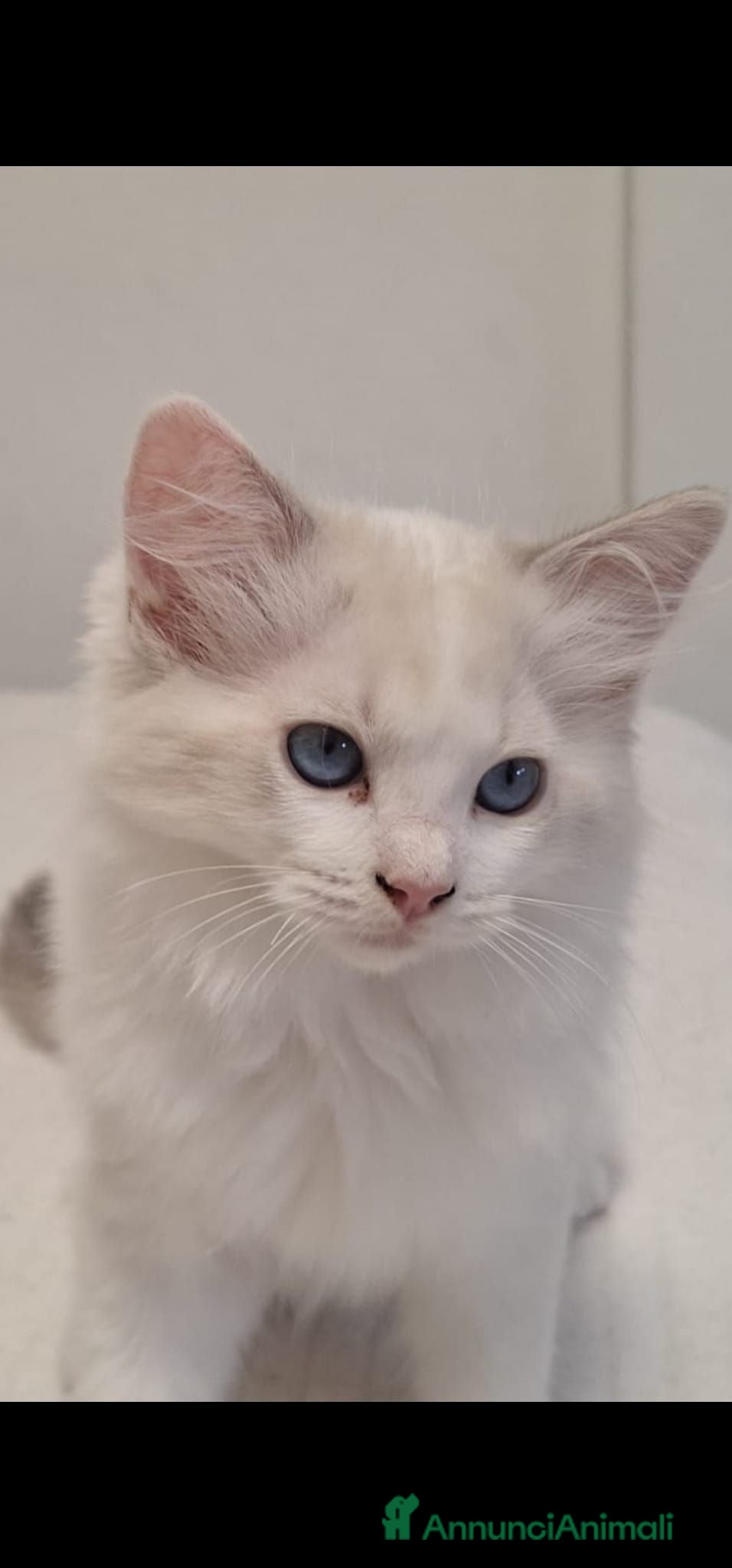 Ragdoll gatti Ragdoll - Annuncio 20