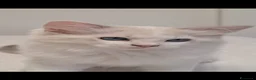 Ragdoll gatti in vendita: Ragdoll - Annuncio 1