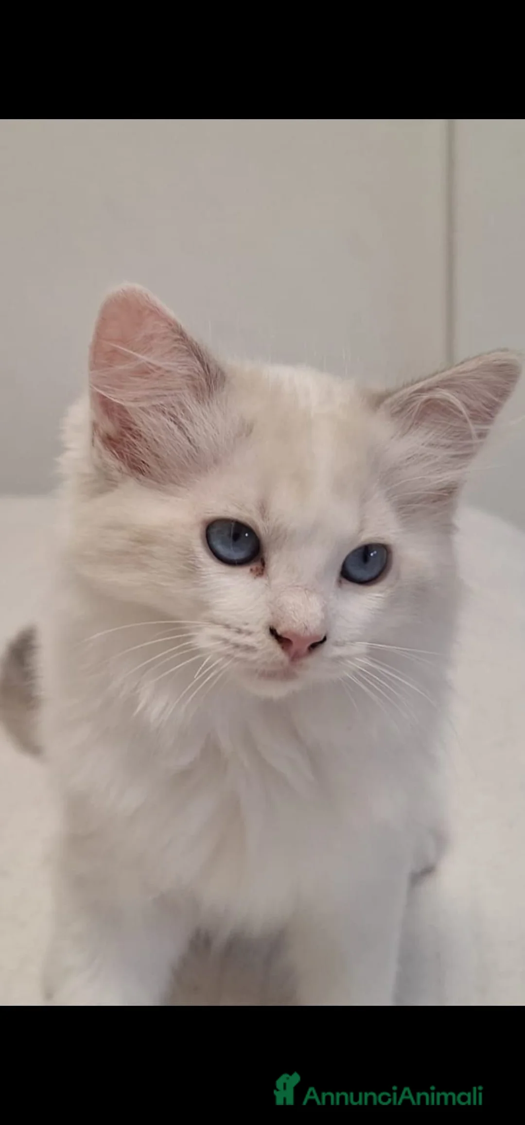 Ragdoll gatti in vendita: Ragdoll - Annuncio 1