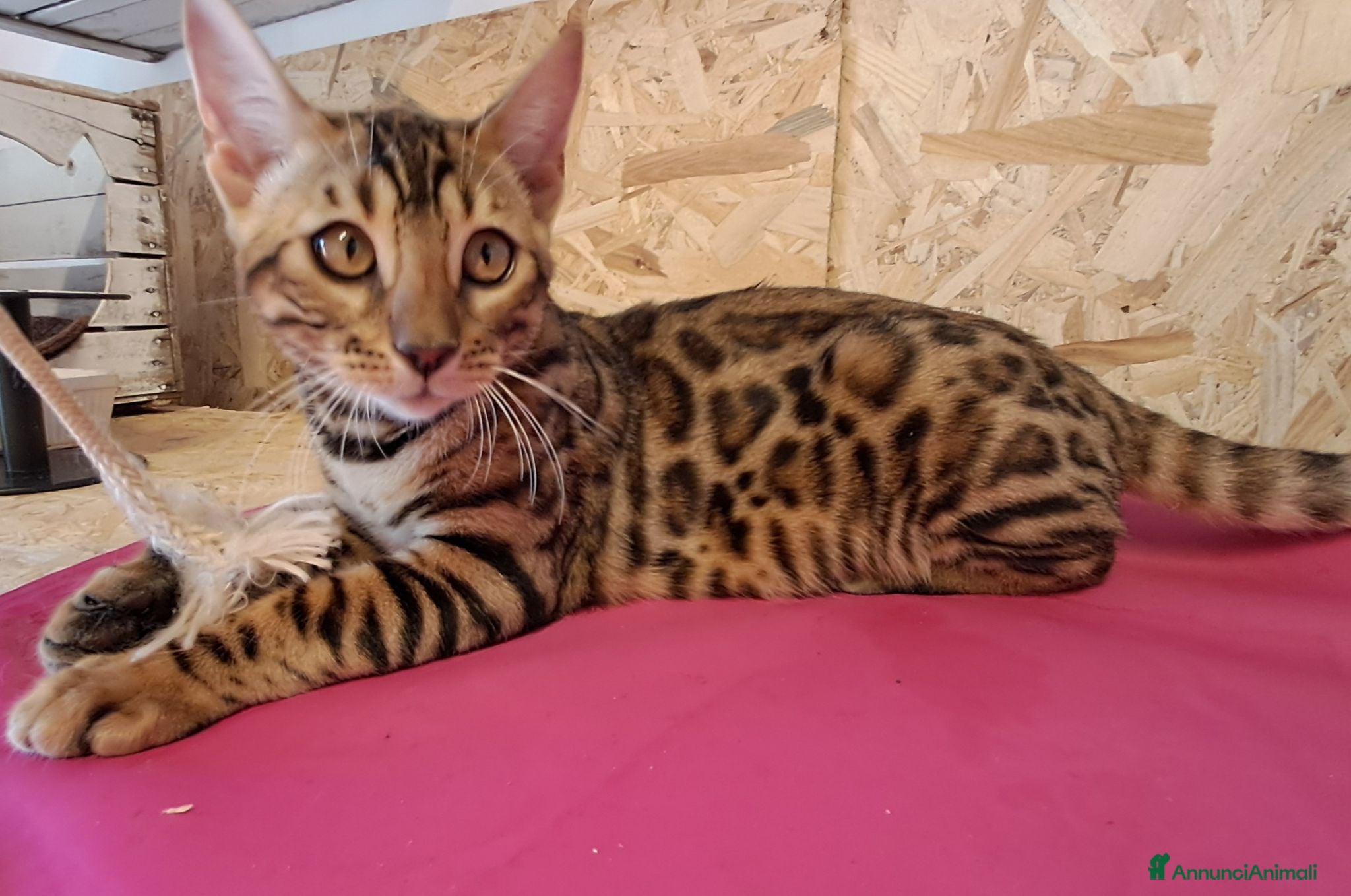 Bengala gatti Bengala cuccioli con pedegree - Annuncio 2