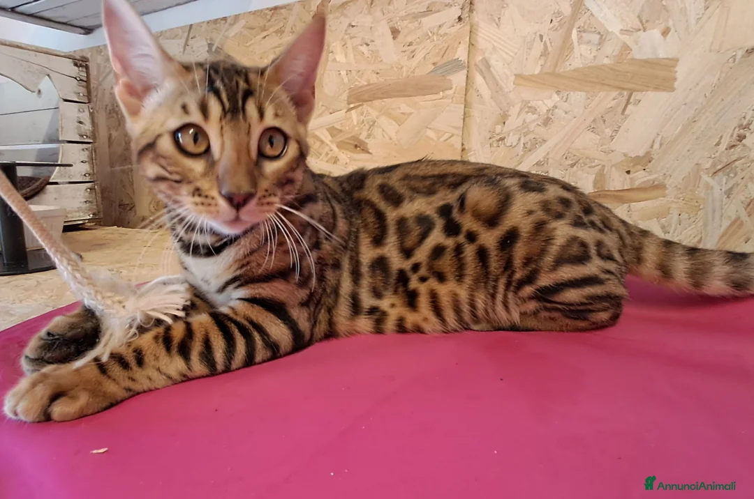 Bengala gatti in vendita: Bengala cuccioli con pedegree a Provincia di Treviso - Annuncio 1