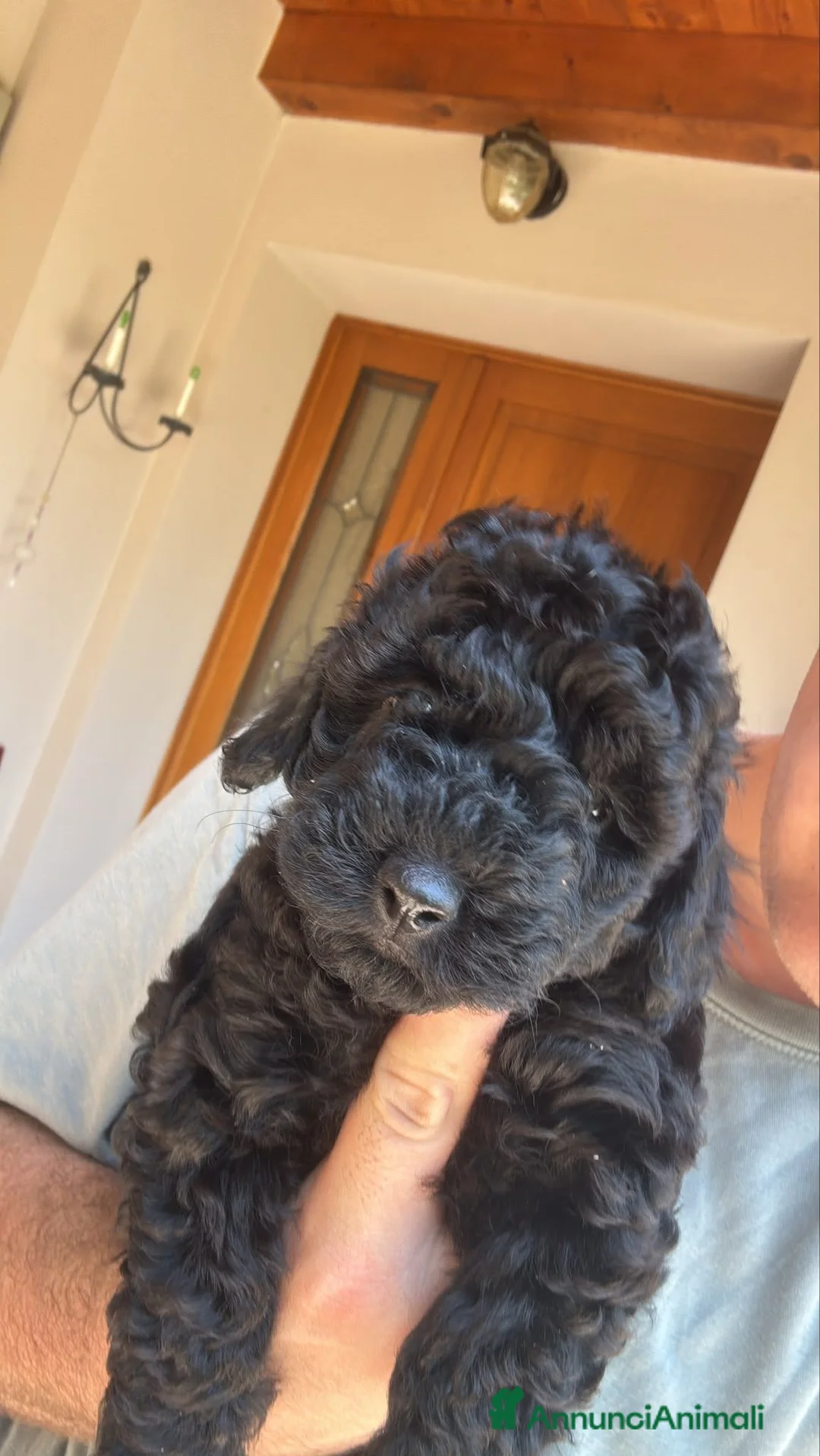 Meticcio cani in vendita: Cucciolo barboncino nero femmina a Provincia di Pordenone - Annuncio 2