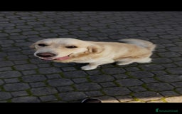 Golden Retriever cani per accoppiamento: Cerco cagnolina con la quale fare cuccioli  - Immagine 3