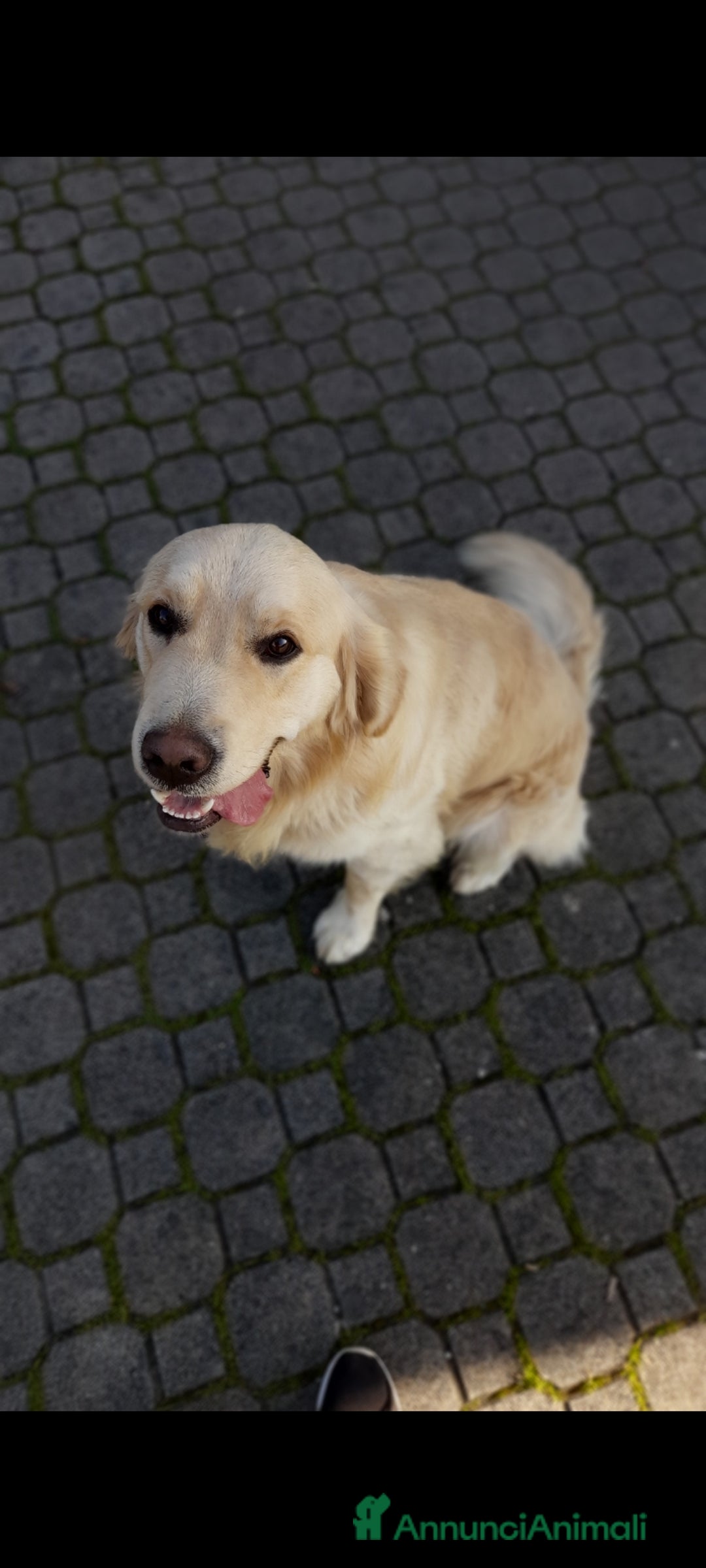 Golden Retriever cani per accoppiamento: Cerco cagnolina con la quale fare cuccioli  - Immagine 3