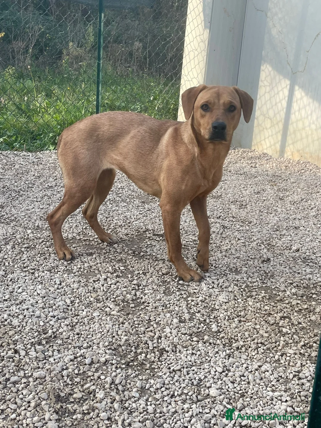 Meticcio cani in regalo: LA TENERA AMERICA - Annuncio 4