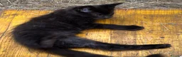Maine Coon gatti in vendita: Cucciolo black smoke di maine coon (Tequila) - Annuncio 13