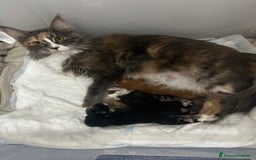 Maine Coon gatti in vendita: Cucciola di Maine coon disponibile  a Provincia di Novara - Immagine 7