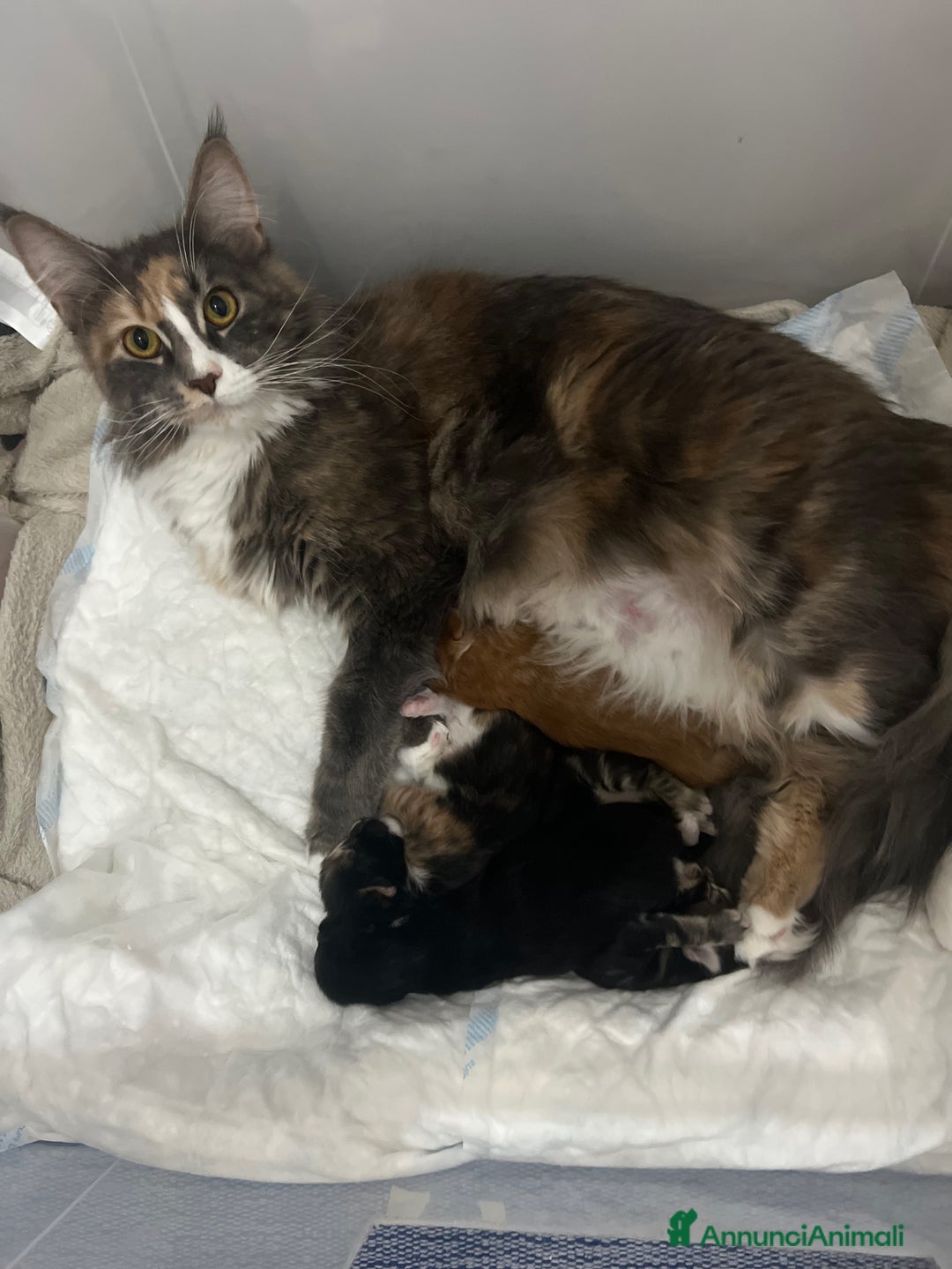 Maine Coon gatti in vendita: Cucciola di Maine coon disponibile  a Provincia di Novara - Immagine 7