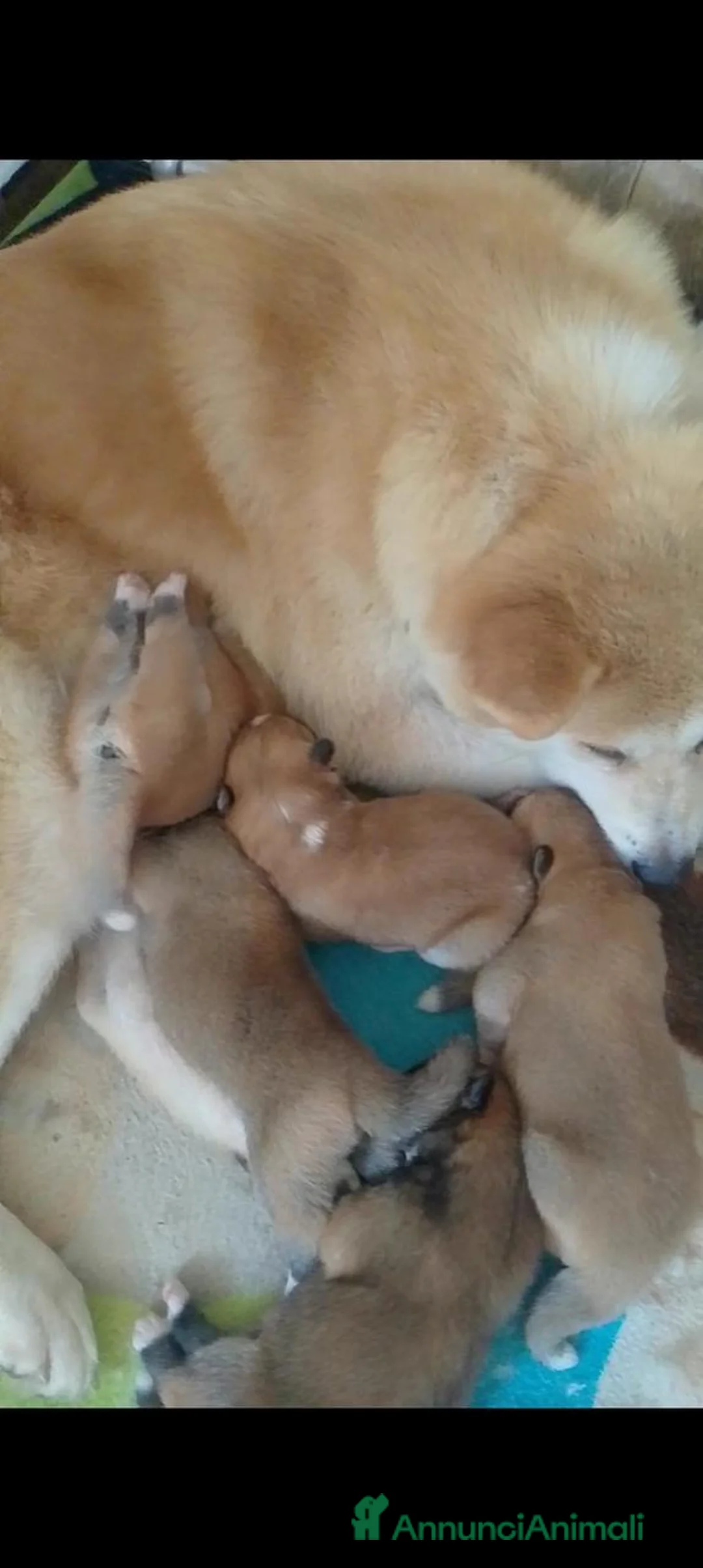 Akita Inu cani in vendita: Bellissimo maschietto Akita Inu - Annuncio 4